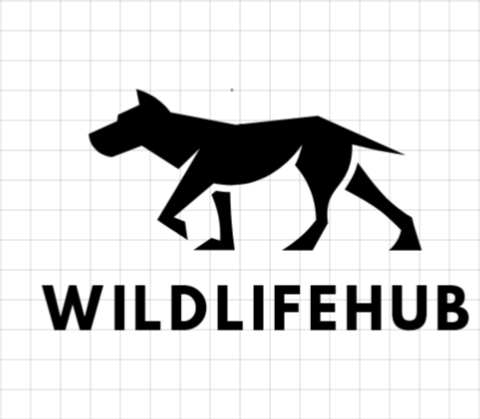 Wildlife Hub